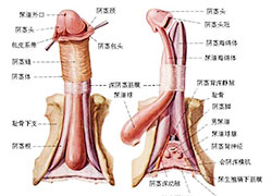 泉州丰泽鲤泉医院阳痿